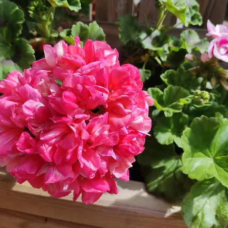 Rurales Llagumelon *