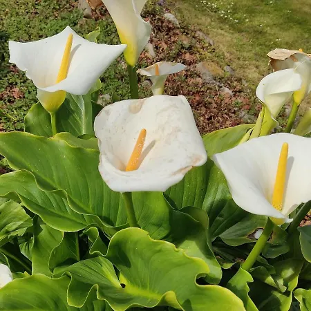 Rurales Llagumelon Lejlighed