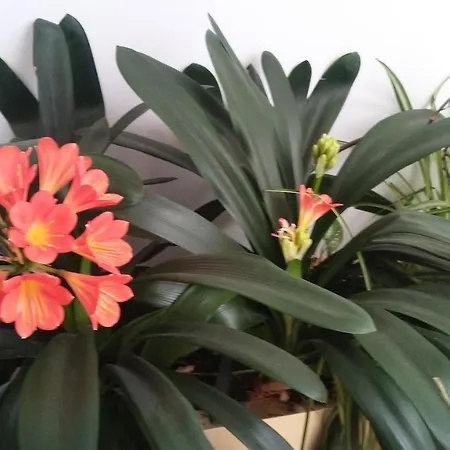 Rurales Llagumelon Villahormes