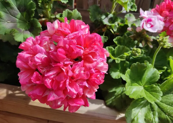 Rurales Llagumelon *